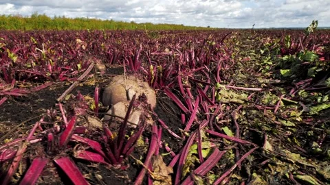 Rows of beets, harvester has already cut beet tops, preparation for harvesting Stock Footage 245181985