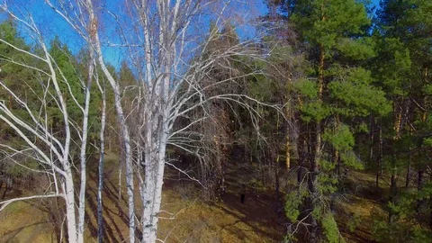 Rows of birch trees among the pine forest Video stock 99698598