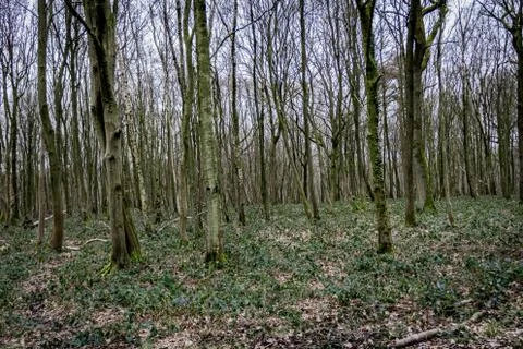 Rows of birches in a forest Stock Photos
