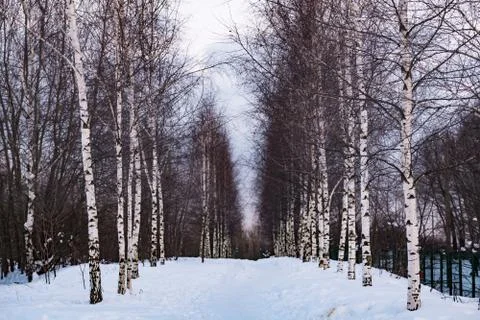 Rows of birches in the winter forest Stock Photos