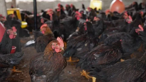 Rows of black chickens crowd a confined poultry shed, feeders and drinkers Stock Footage 328024251