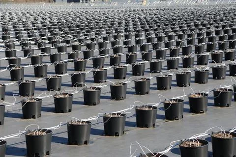 Rows of black nursery pots connected by white irrigation tubing Foto stock