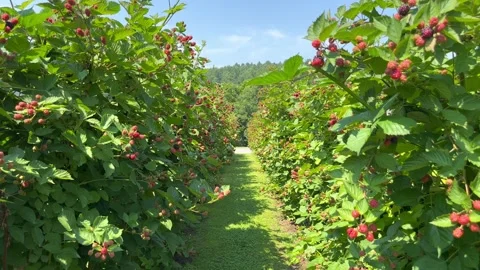 Rows of blackberries Stock Footage 247472720