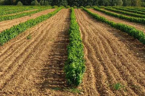 Rows of blackcurrant saplings in an open-air nursery Stock Photos