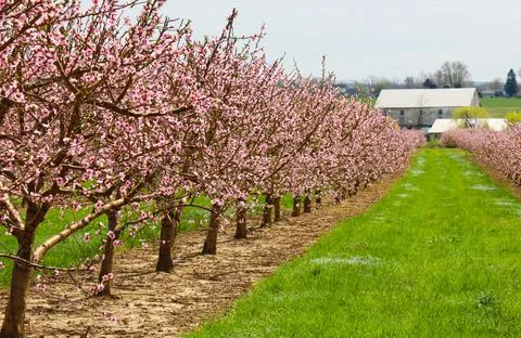Rows of Blooming Cherry Trees in Orchard Foto stock