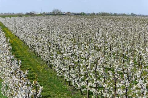 Rows of blooming cherry trees. Sweet cherries are in full bloom. Stock Photos