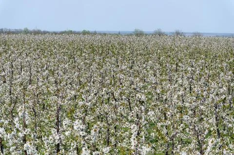 Rows of blooming cherry trees. Sweet cherries are in full bloom. Stock Photos
