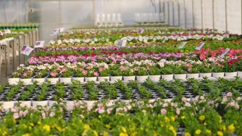 Rows of blooming flowers in greenhouse Stock Footage 301528034