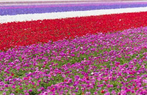 Rows of blooming flowers Foto stock