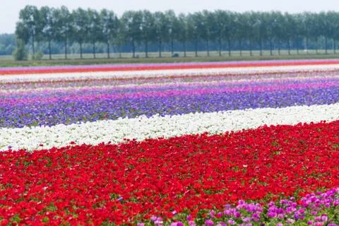 Rows of blooming flowers Stock Photos