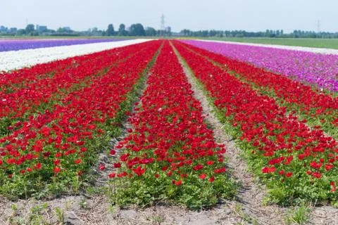 Rows of blooming flowers Stock Photos