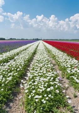 Rows of blooming flowers Stock Photos