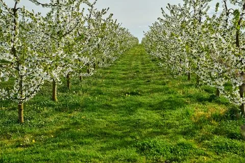 Rows of blooming fruit trees in an orchard in spring Stock Photos