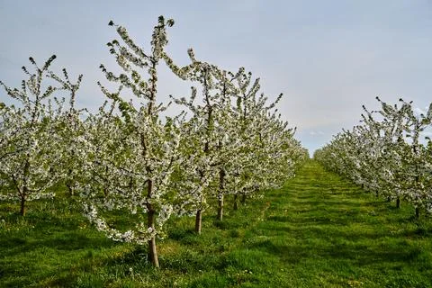 Rows of blooming fruit trees in an orchard in spring Stock Photos