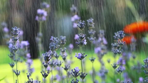 Rows Of Blooming Lavender In A Field Stock Footage 341506996