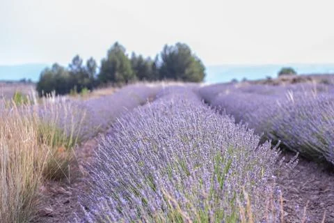 Rows of blooming lavender plants stretching across a field in a rural landsca Stock Photos