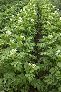 Rows of blooming potatoes  in a small field in summer Stock Photos