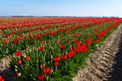 Rows of blooming tulips Stock Photos