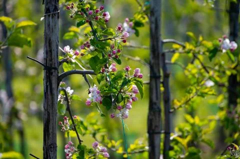 Rows with blossoming apple fruit trees in springtime in farm orchards, Betuwe Stock Photos