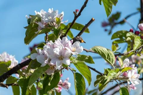 Rows of blossoming apple trees with pink flowers, orchards in Zuid-Beveland.. Stock Photos