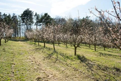 Rows of blossoming apricot trees in springtime. Foto stock