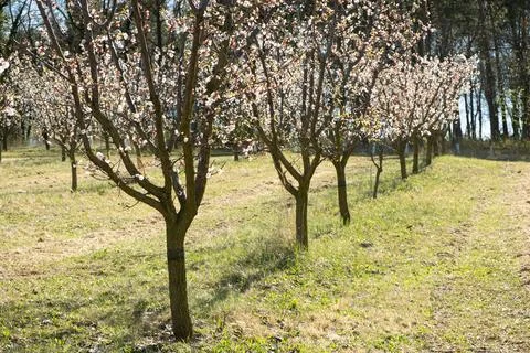 Rows of blossoming apricot trees in springtime. 스톡 사진