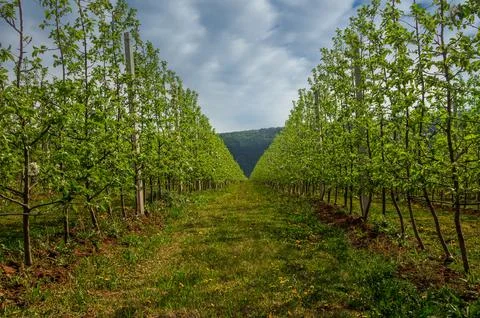 Rows of blossoming fruit young trees on a plantation in a spring garden Stock Photos