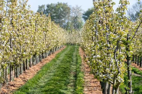 Rows of blossoming pear trees with white flowers, orchards in Zuid-Beveland.. Stock Photos