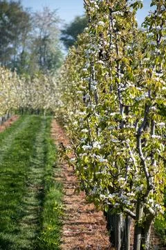 Rows of blossoming pear trees with white flowers, orchards in Zuid-Beveland.. Stock Photos