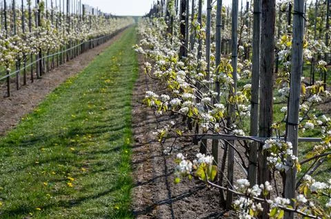 Rows of blossoming pear trees with white flowers, orchards in Zuid-Beveland.. Stock Photos