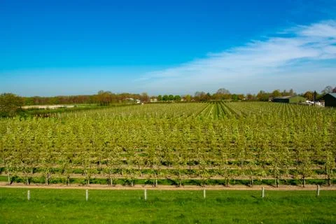 Rows with blossoming plum, apple, cherry, pear fruit trees in springtime in f Stock Photos