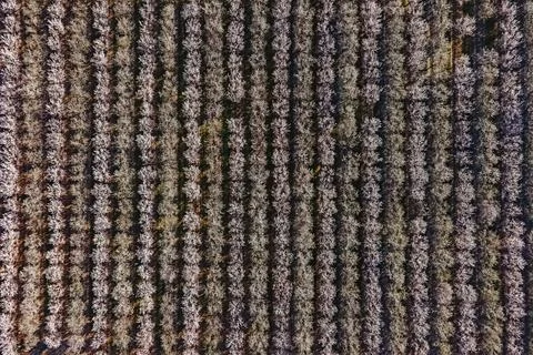 Rows of blossoming trees in a vast orchard during springtime provide a stun.. Stock Photos