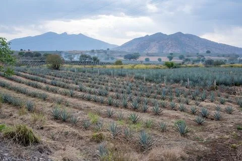 Rows of blue agave plants with mountains in the background Stock Photos