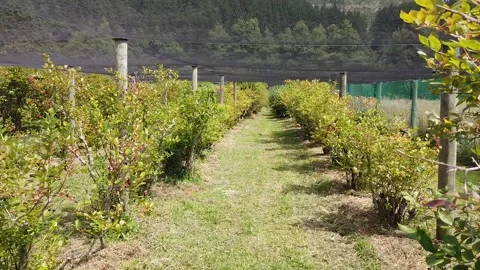 Rows of Blueberry Bushes Stock Footage 139109822