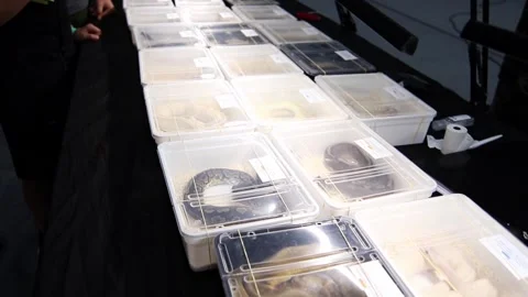Rows of boxes with reptiles for sale Stock Footage 252599212
