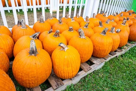 Rows of Bright Orange Pumpkins Displayed on Wooden Pallets at Farm Stand Stock Photos