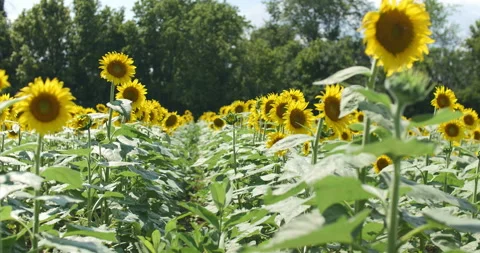 Rows of bright yellow sunflowers growing in a farm field Stock Footage 150652273