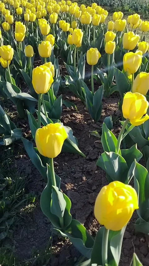 Rows of bright yellow tulips blooming in a field during spring season Stock-Footage 333519882