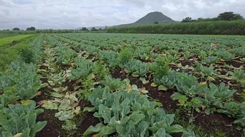 Rows of broad green cauliflower foliage stretching across vast agricultural plai Stock-Footage 341849928