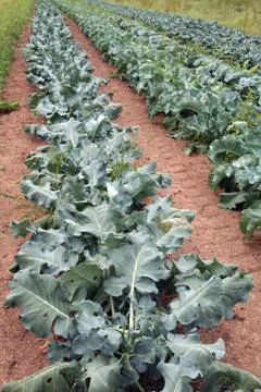 Rows of broccoli Stock Photos