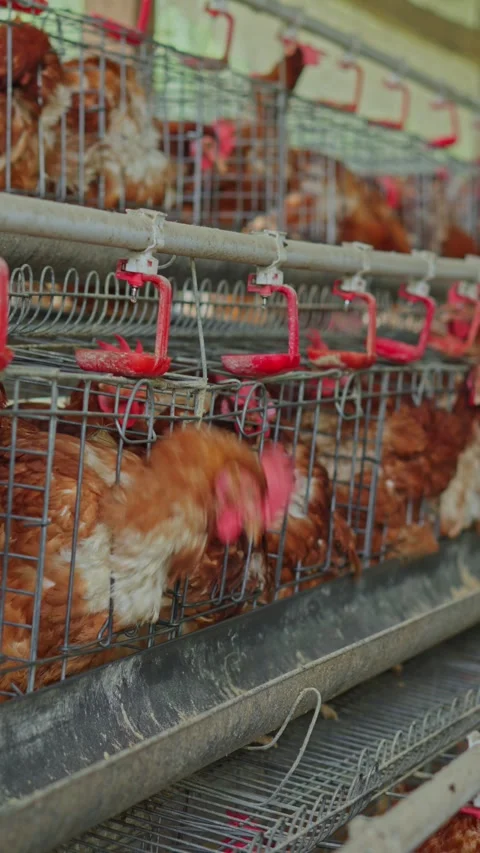 Rows of brown egg-laying hens housed inside tiered wire battery cages in Stock Footage 346962020