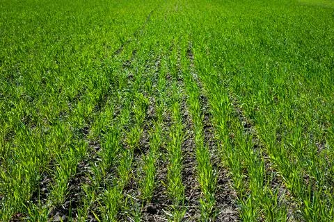 Rows of bushes in a field of winter wheat at spring Stock Photos