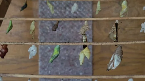 Rows of Butterfly Chrysalises and Newly Hatched Butterflies Emerging on Hanging Stock Footage 345278887