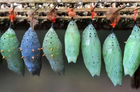 Rows of butterfly cocoons Foto stock
