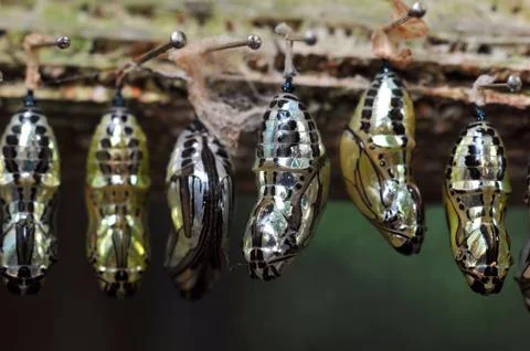 Rows of butterfly cocoons Stock Photos