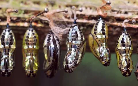 Rows of butterfly cocoons Stock Photos
