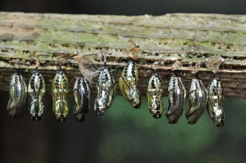 Rows of butterfly cocoons Stock Photos