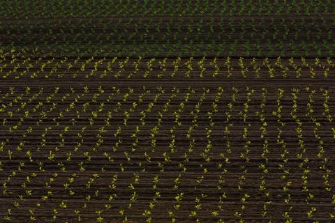 Rows of cabbage bedding plants Stock Photos