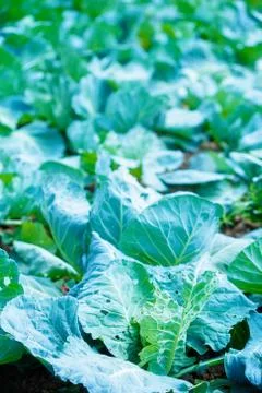 Rows of cabbage on a field. Blur background. Foto stock