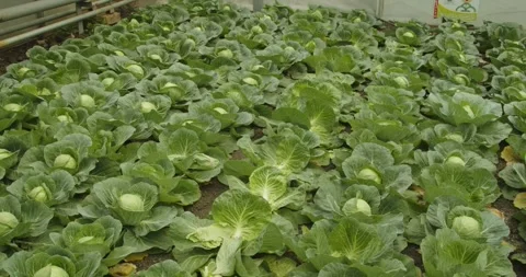 Rows of cabbage growing on farm field agriculture background Stock Footage 329062918
